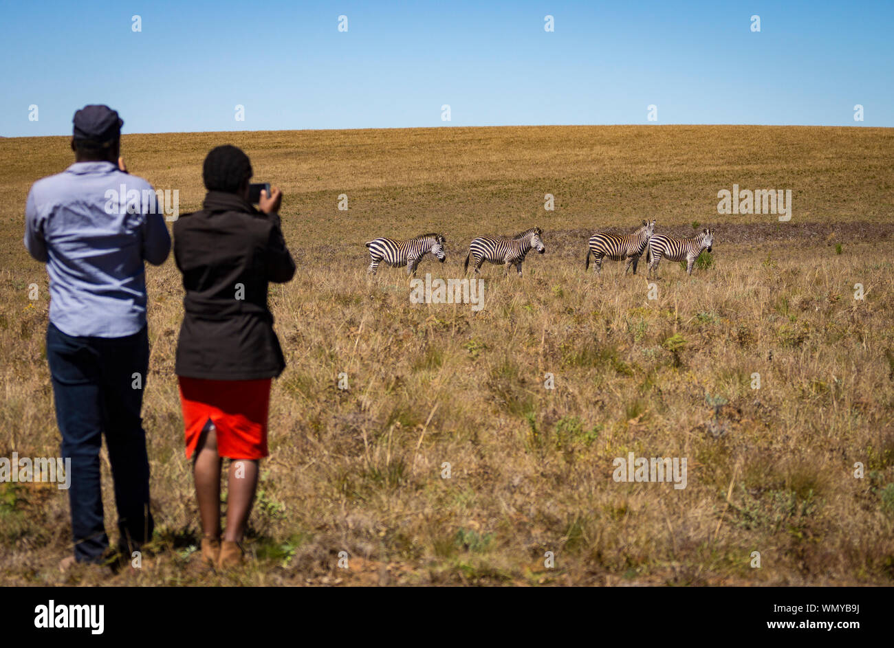 Malawiani l uomo e la donna i turisti di scattare fotografie di Zebra (Equus quagga) in Nyika National Park, Malawi. Foto Stock