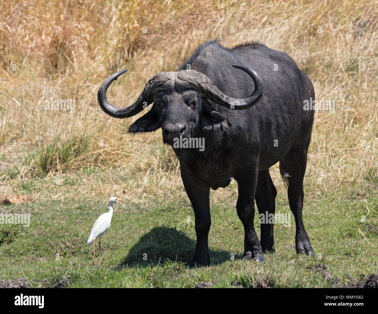 Bufalo d'acqua e airone guardabuoi nel Moremi Park Botswana Foto Stock