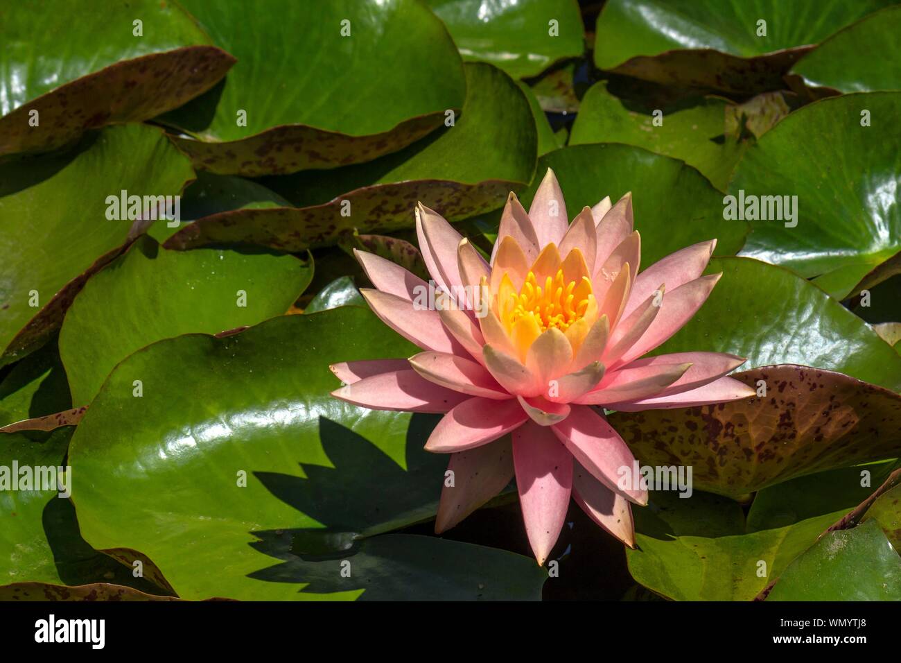 Rosa il fiore di un giglio di acqua (Nymphaea), Baviera, Germania Foto Stock