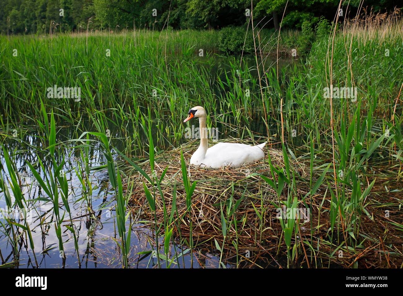 Allevamento di cigno (Cygnus olor), si siede sul nido nel pettine, Schleswig-Holstein, Germania Foto Stock