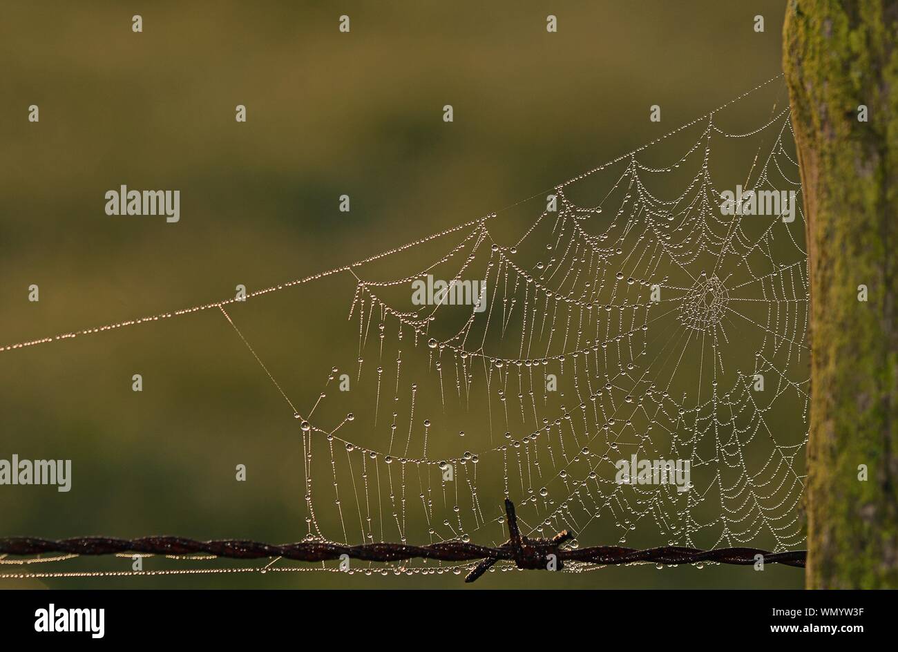 La ragnatela con gocce di rugiada, Germania Foto Stock