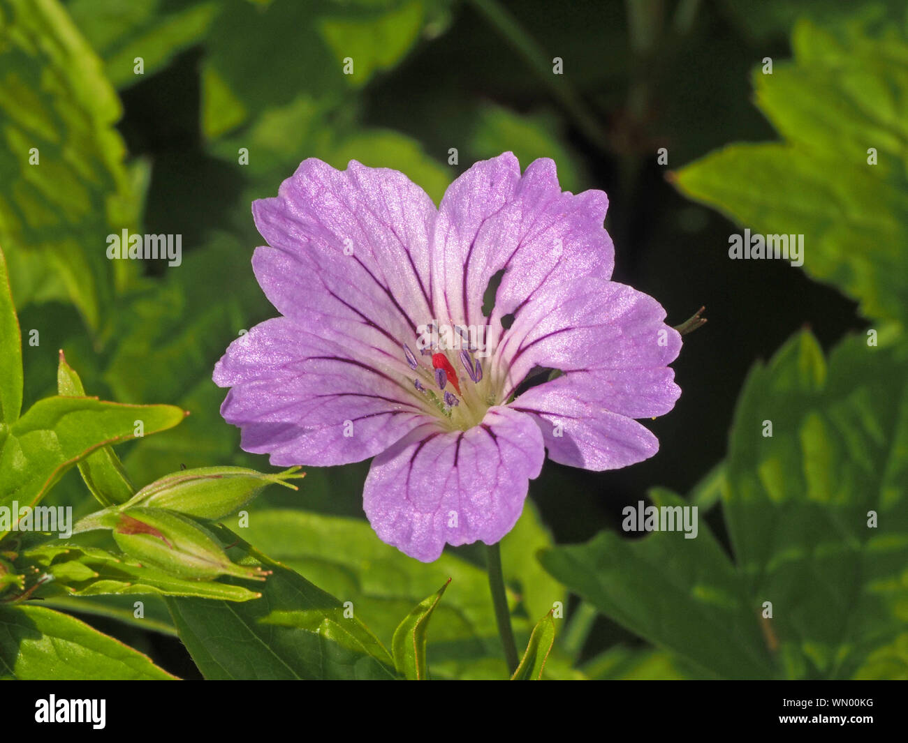 Viola chiaro fiore di geranio o Cranesbill famiglia con viola scuro vene e stigma rosso nel giardino nel Gloucestershire,l'Inghilterra, Regno Unito Foto Stock