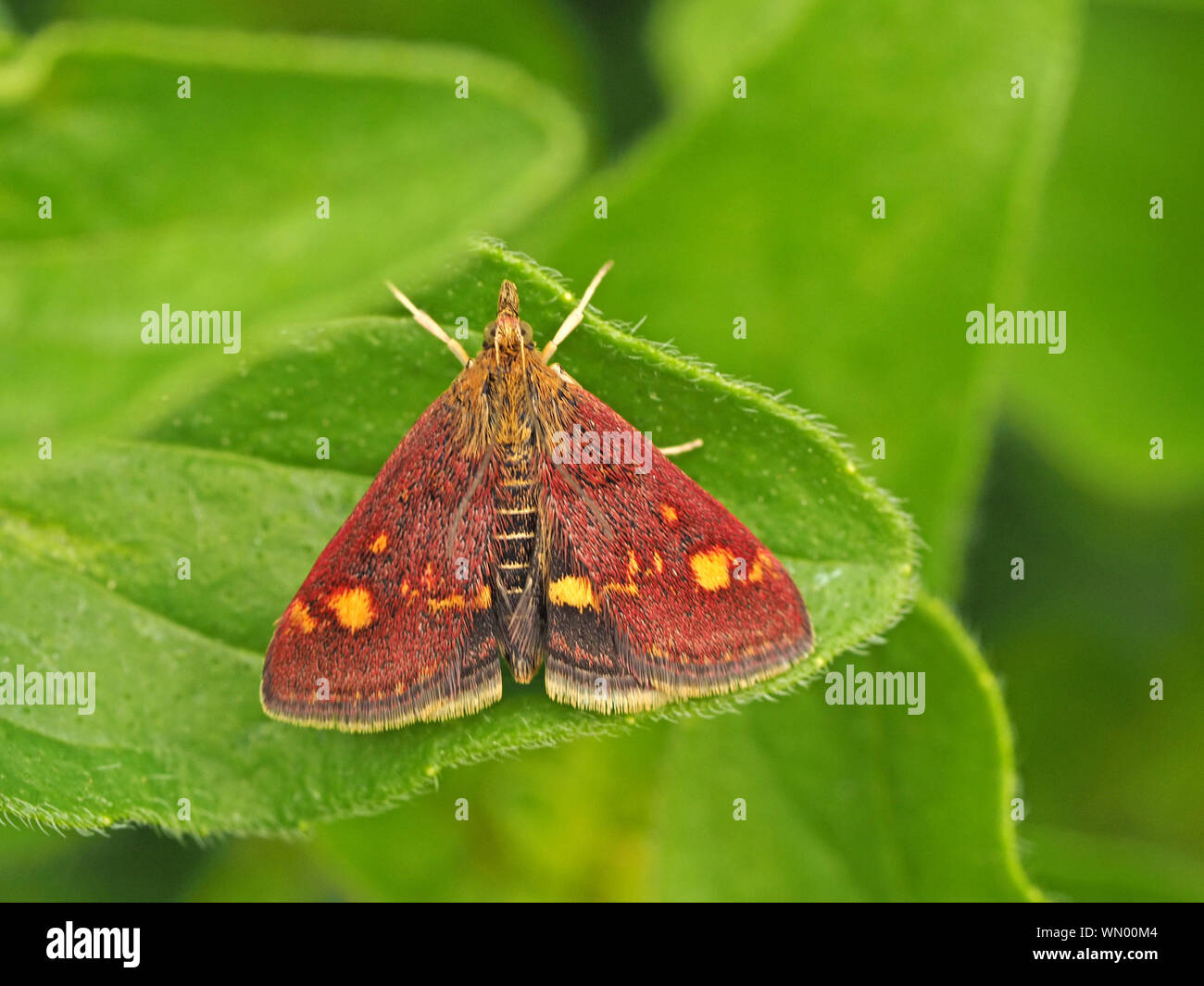 Piccola micro-moth Pyrausta Aurata con oro e porpora scale modellato su forewings superiore e addome striato sul fogliame verde - Gloucestershire, Inghilterra Foto Stock
