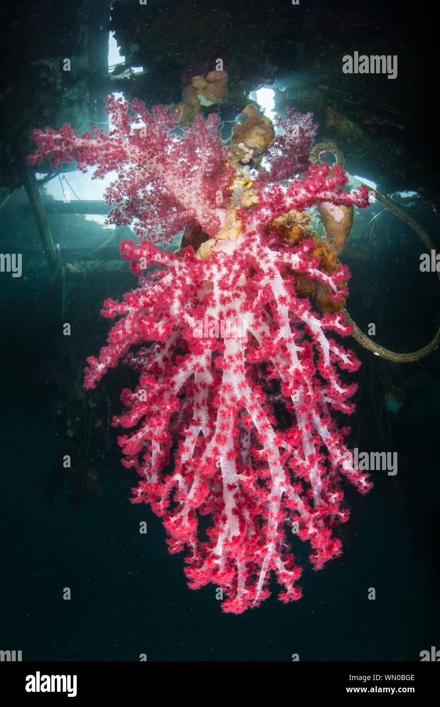 La vibrante coralli molli, Dendronephthya sp., e altre specie di crescere al di sotto di un pontile galleggiante in mezzo al telecomando, isole equatoriali del Raja Ampat, Indonesia. Foto Stock