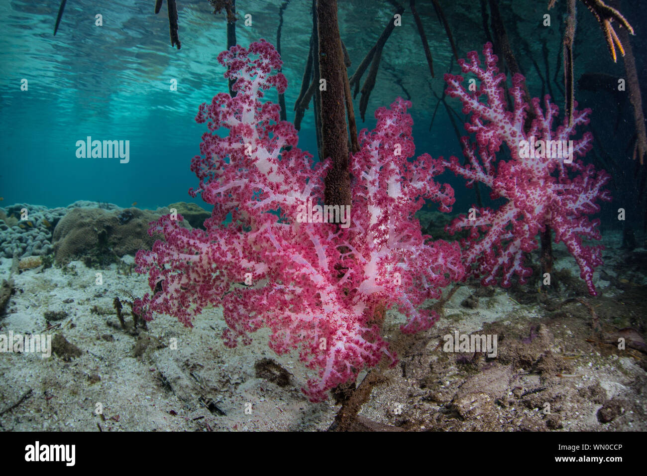 La vibrante coralli molli, Dendronephthya sp., prosperano in acque poco profonde in mezzo alle isole remote di Raja Ampat, Indonesia. Questa regione equatoriale è possibilmente Foto Stock