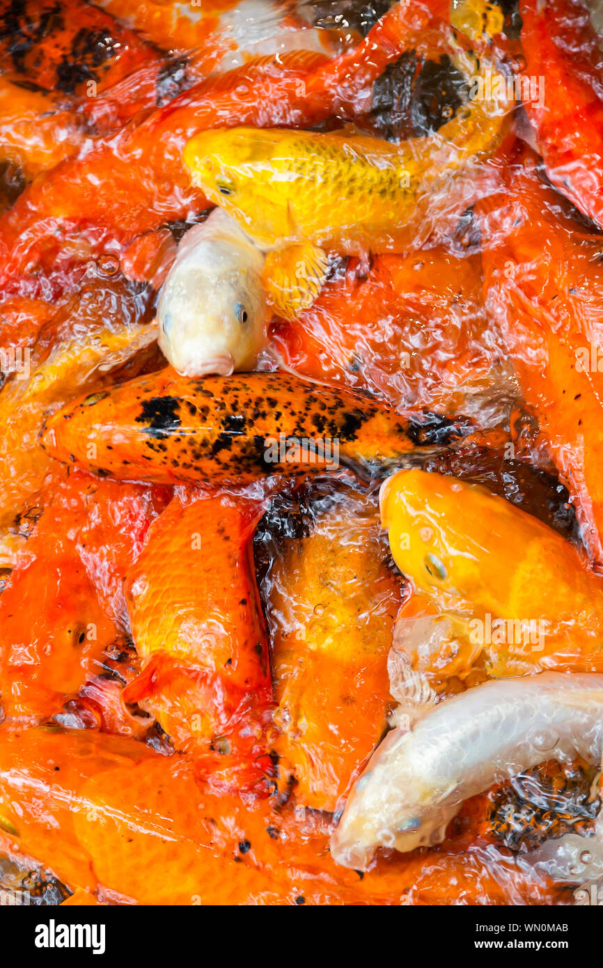 Goldfish raccolta, carpe koi Foto Stock