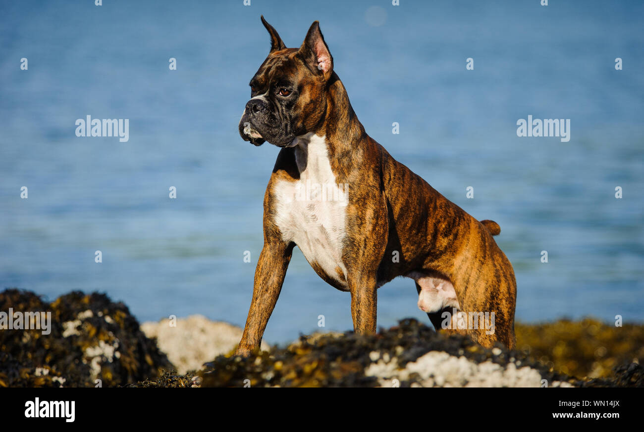 Boxer che guarda lontano mentre in piedi dal lago Foto Stock
