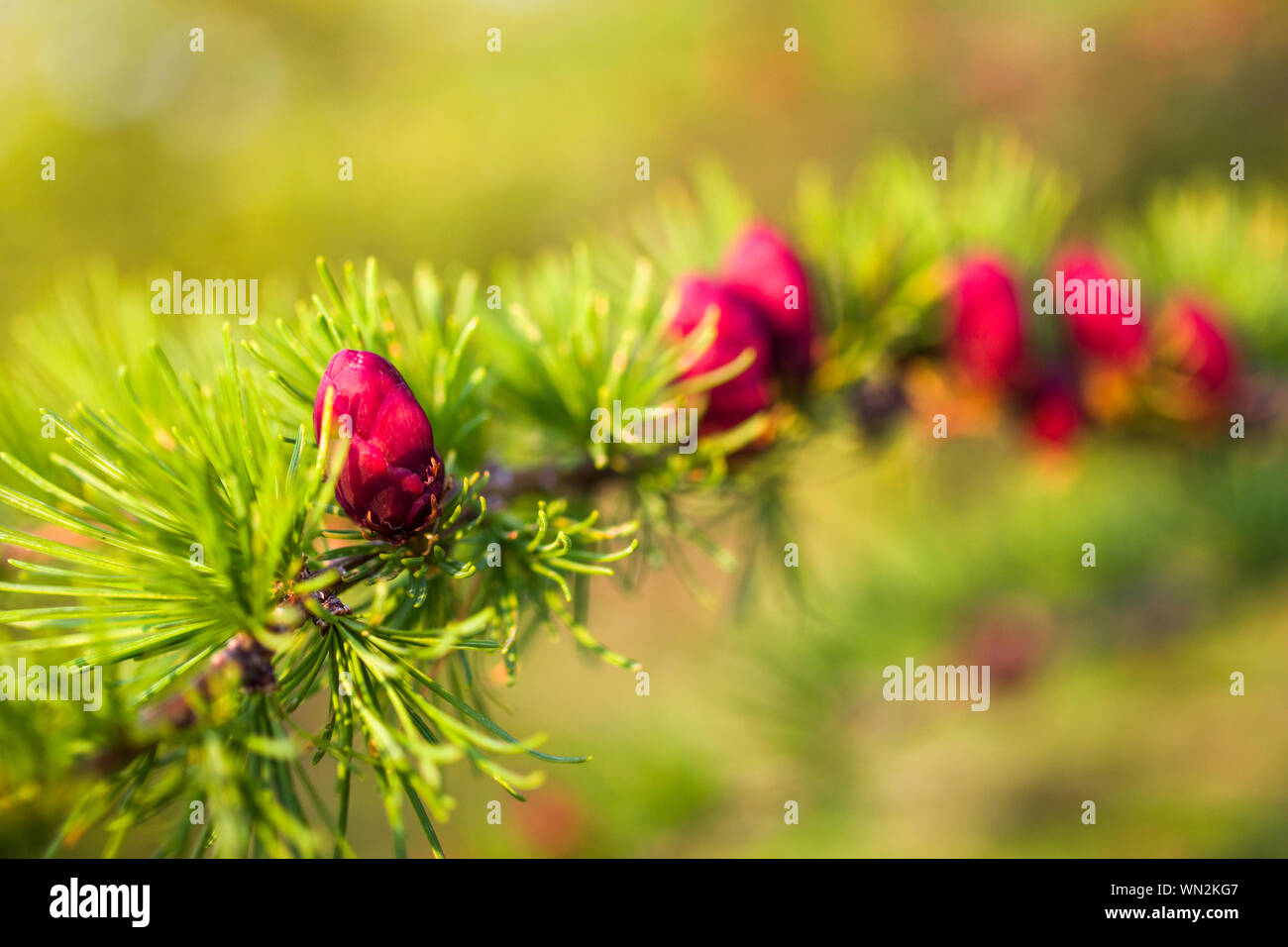 Close up tamarack (Larix laricina) coni e aghi Foto Stock