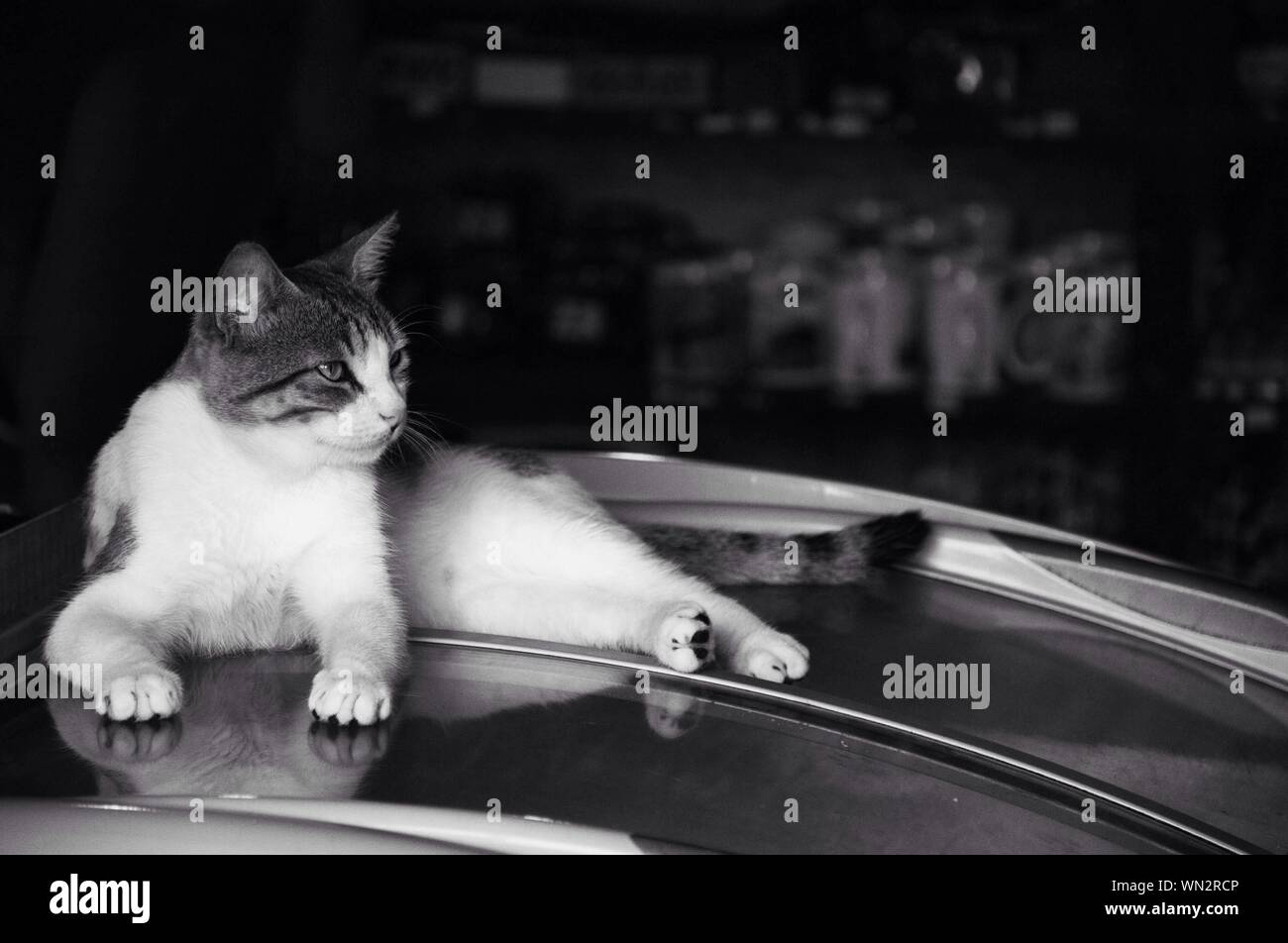 Gatto sdraiato sul tetto Auto nel Garage Foto stock - Alamy