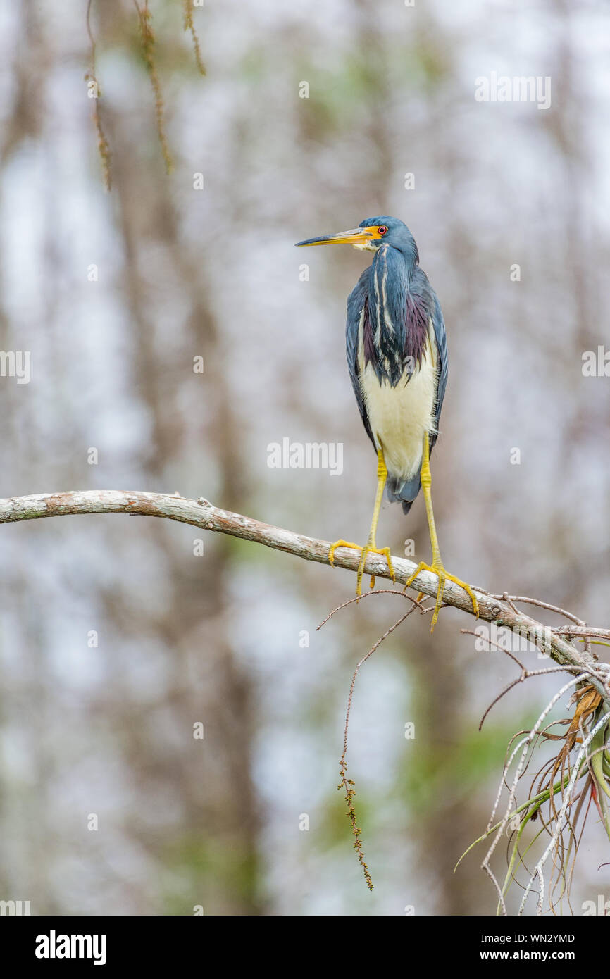 Airone tricolore (Egretta tricolore) appollaiate su un ramo in Big Cypress National Preserve. Florida. Stati Uniti d'America Foto Stock