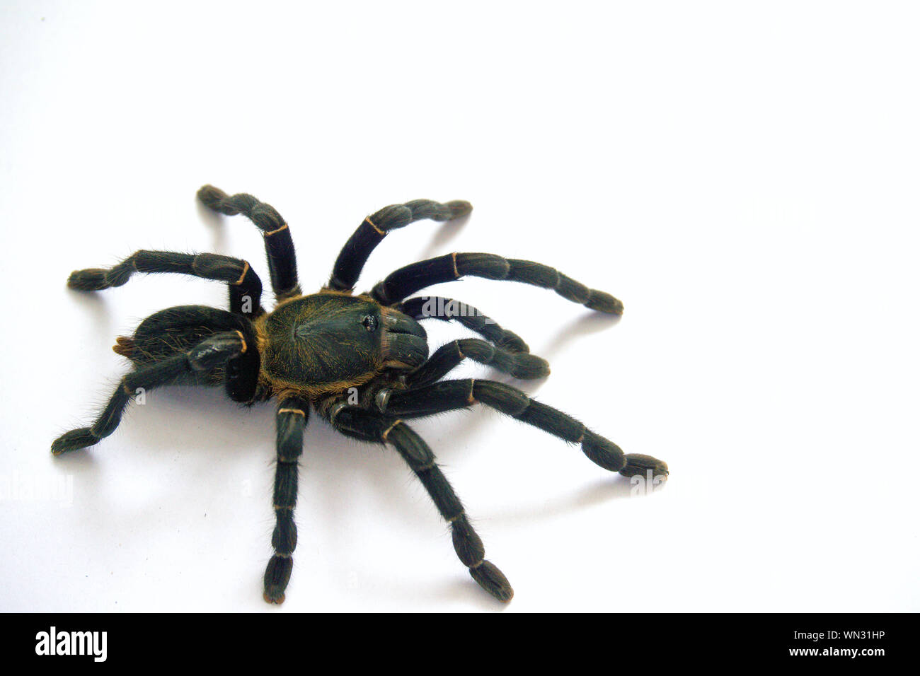 Specie asiatiche Tarantola spider trovati in Thailandia, il nome scientifico è 'Haplopelma minaz Theraphosidae Haplopelma'. Foto Stock