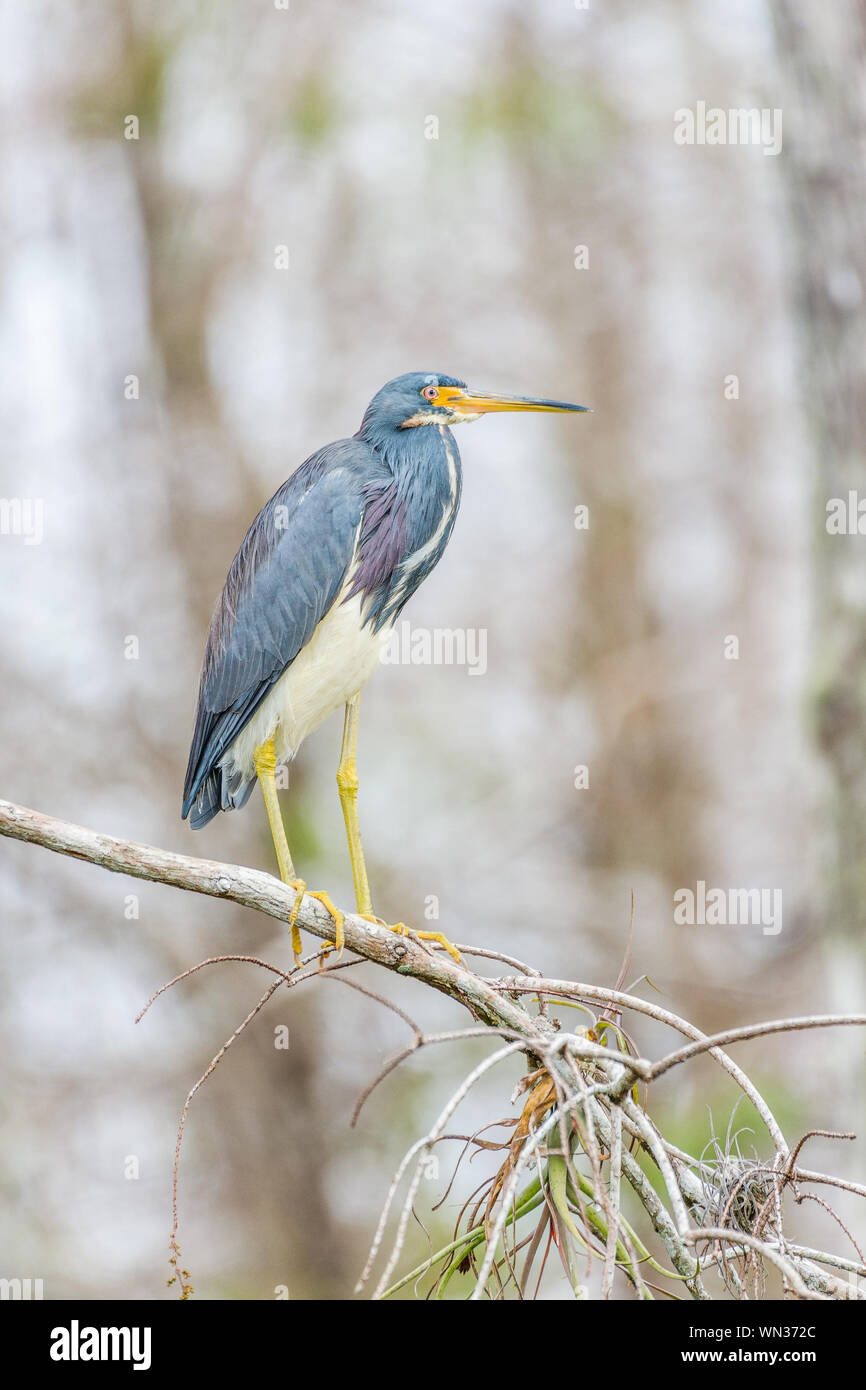 Airone tricolore (Egretta tricolore) appollaiate su un ramo. Big Cypress National Preserve. Florida. Stati Uniti d'America Foto Stock