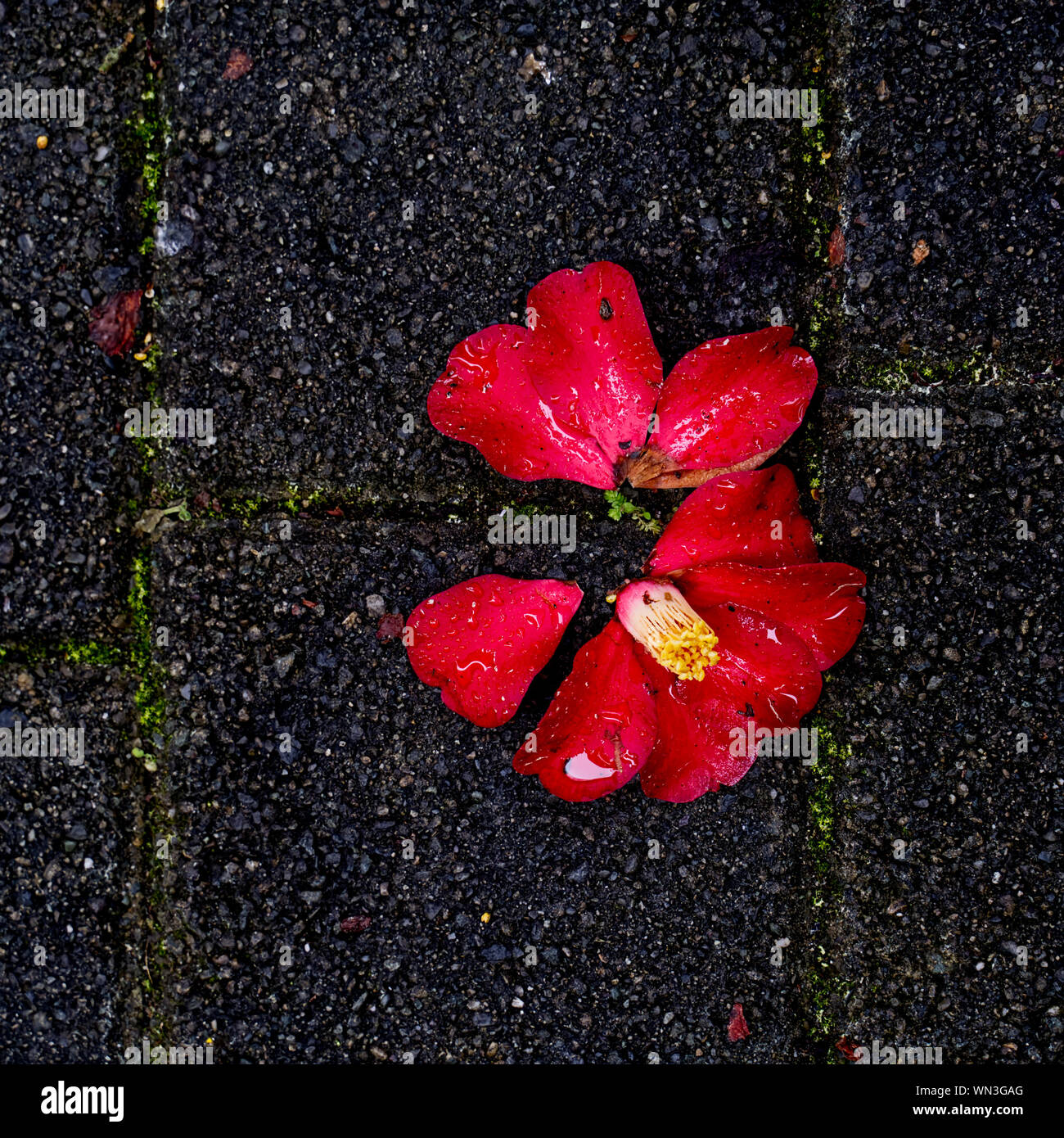 Un caduto camillia rosso con fiori di colore giallo brillante stami che giace spezzato su pietre per pavimentazione sotto la pioggia. Foto Stock