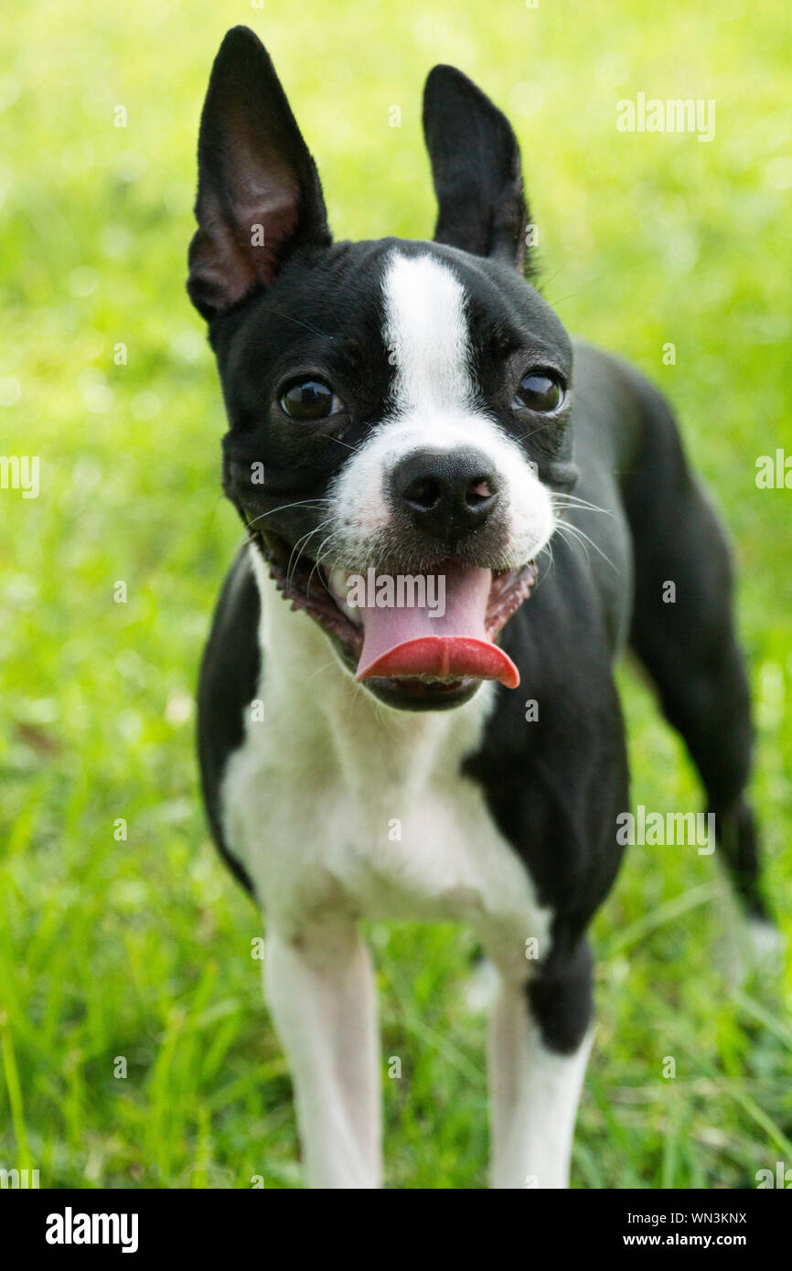 Carino Boston Terrier fuori sull'erba in Florida Foto Stock
