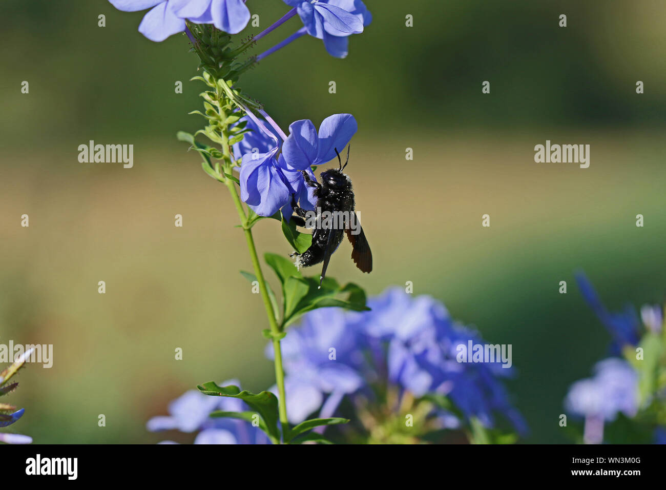 Carpenter bee nome latino xylocopa violacea coperto di polline bianco di alimentazione su un fiore plumbago chiamato anche leadwort in estate in Italia Foto Stock