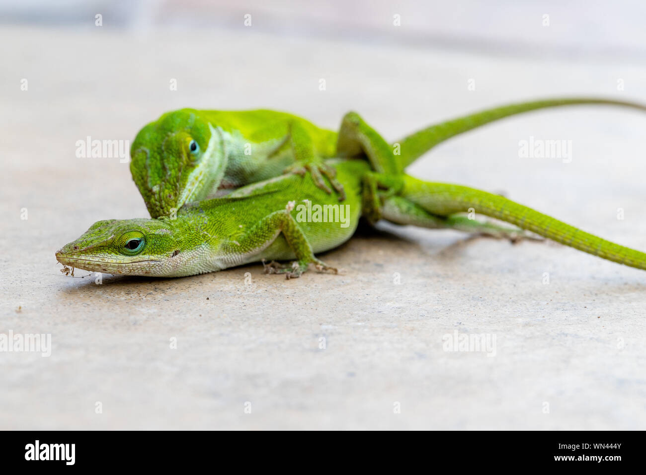I ramarri, la Carolina Anole, accoppiamento Foto Stock