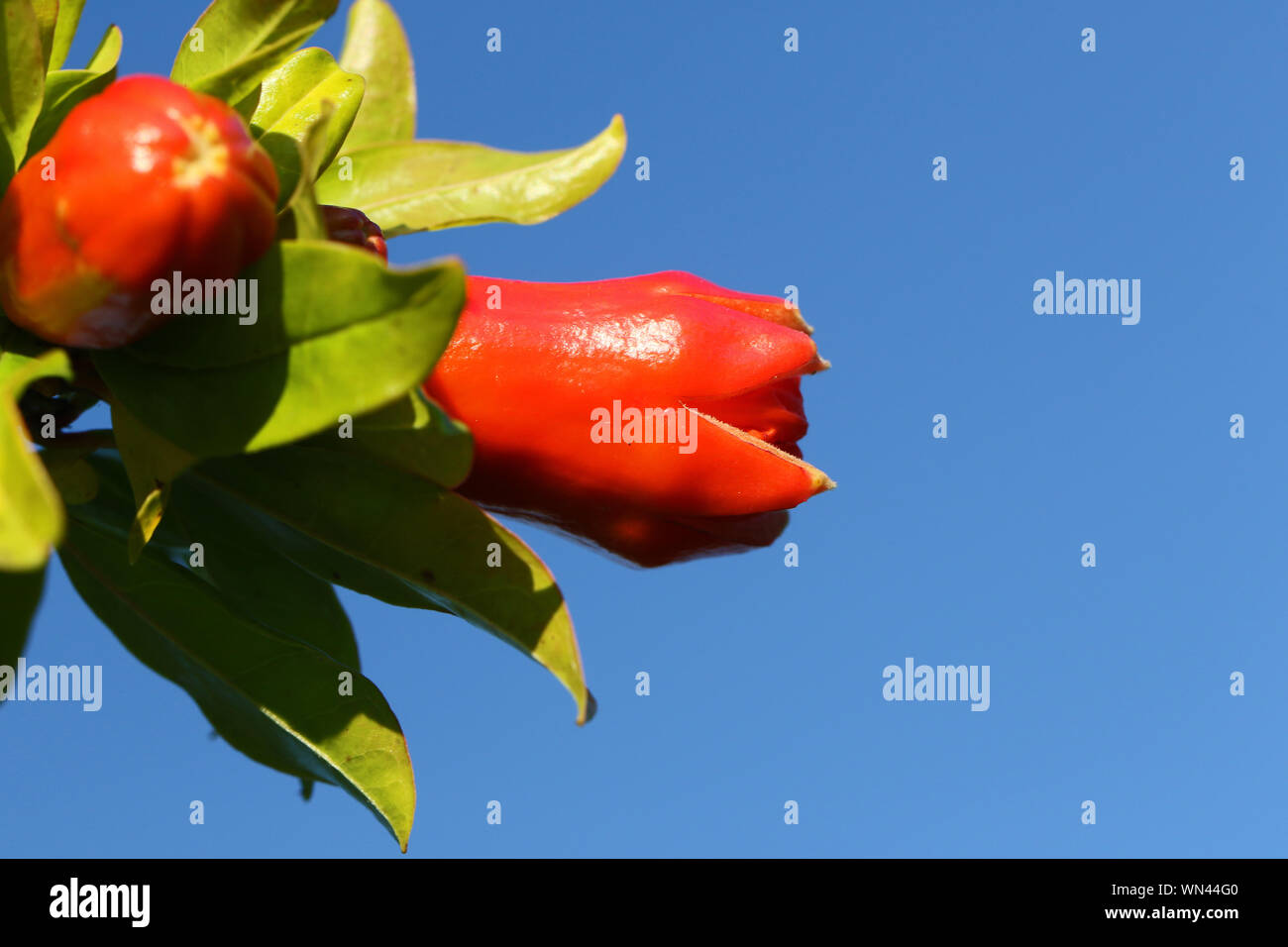 Rosso melograno o punica fiore o fiore a partire per aprire melograno in estate in Italia estremamente vicino immagine in alto Foto Stock