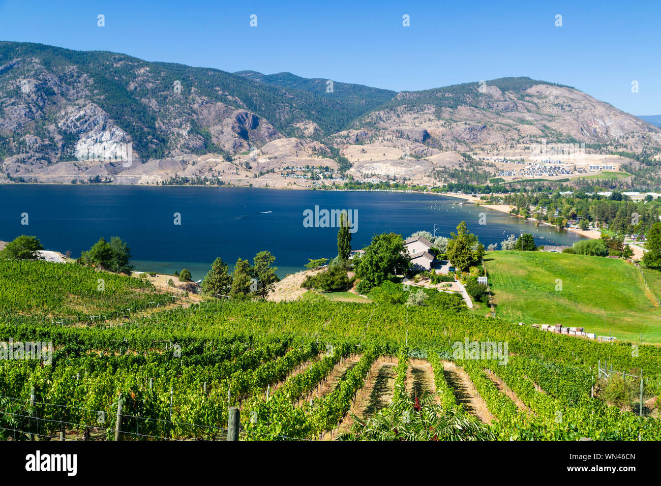 Vista di una cantina Vigna affacciato sul Lago Skaha nella Okanagan Valley, Penticton, British Columbia, Canada Foto Stock