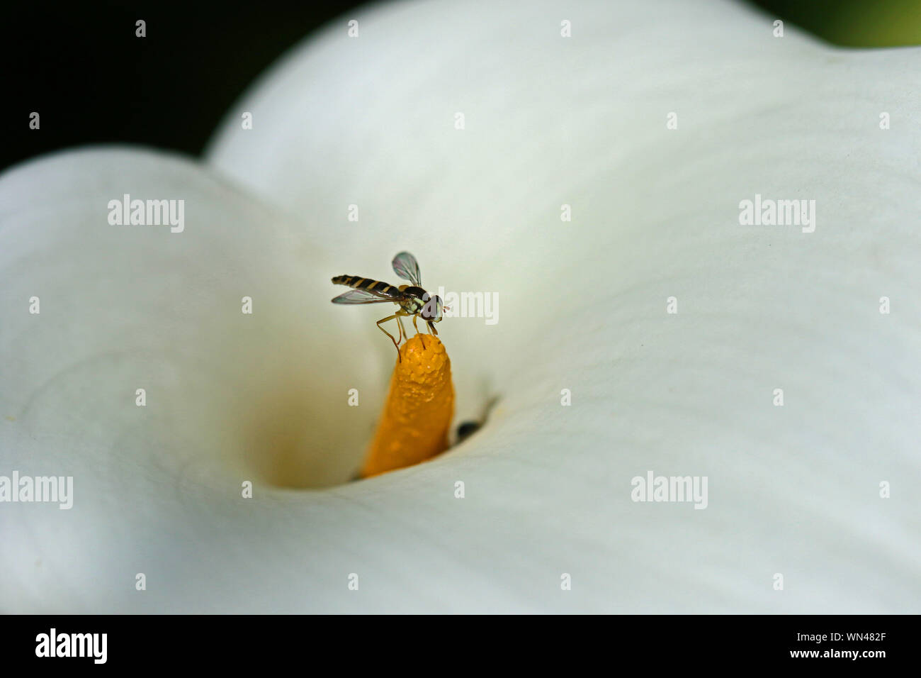 Tiny hover fly o fiore fly latino volucris Eupeodes, famiglia Syrphidae alimentazione su un arum lily o calla lily zantedeschia aethiopica famiglia araceae Foto Stock