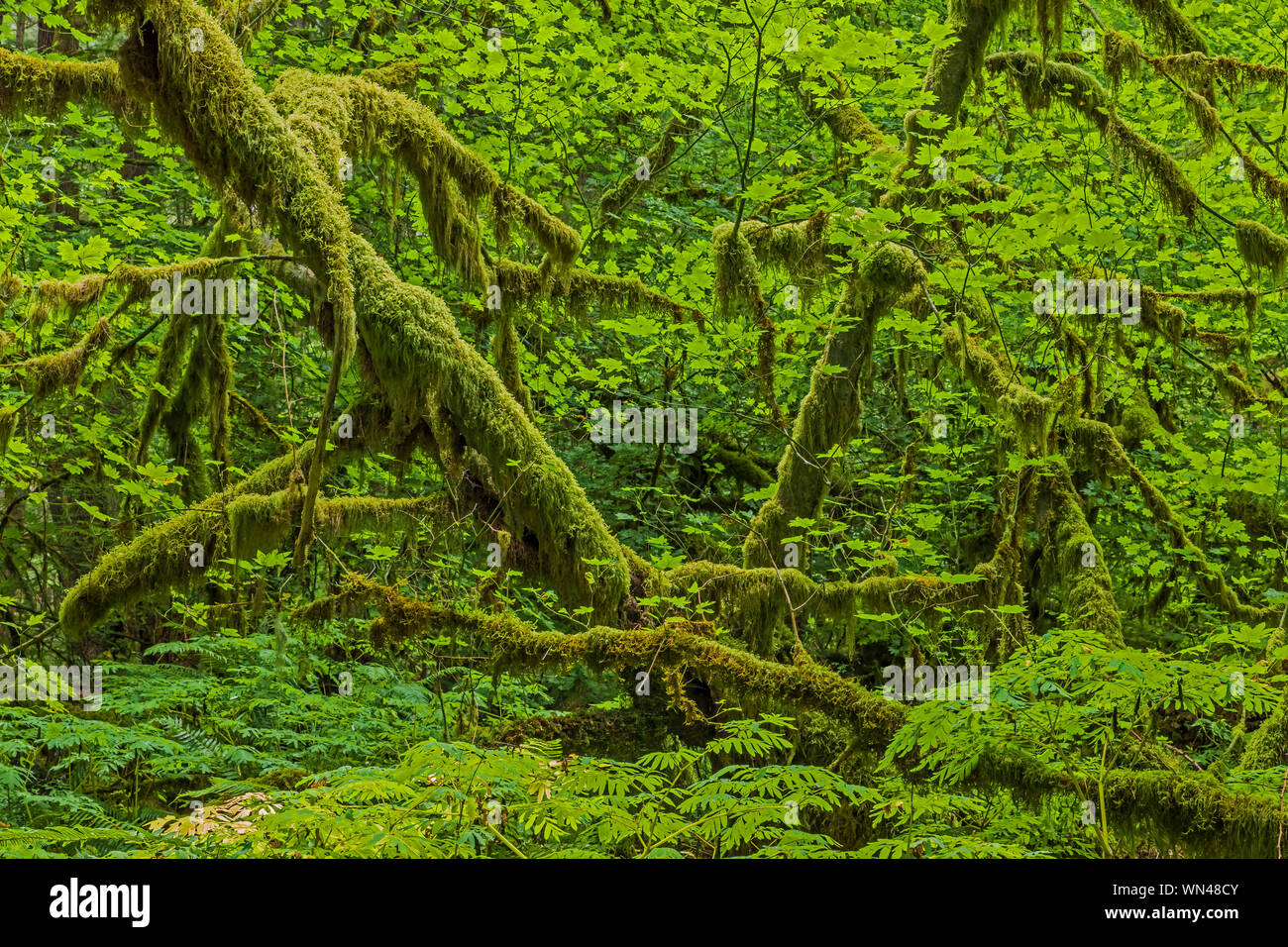 Vite Acero Acer circinatum, nella foresta di federazione stato parco nei pressi del Monte Rainier, nello Stato di Washington, USA Foto Stock