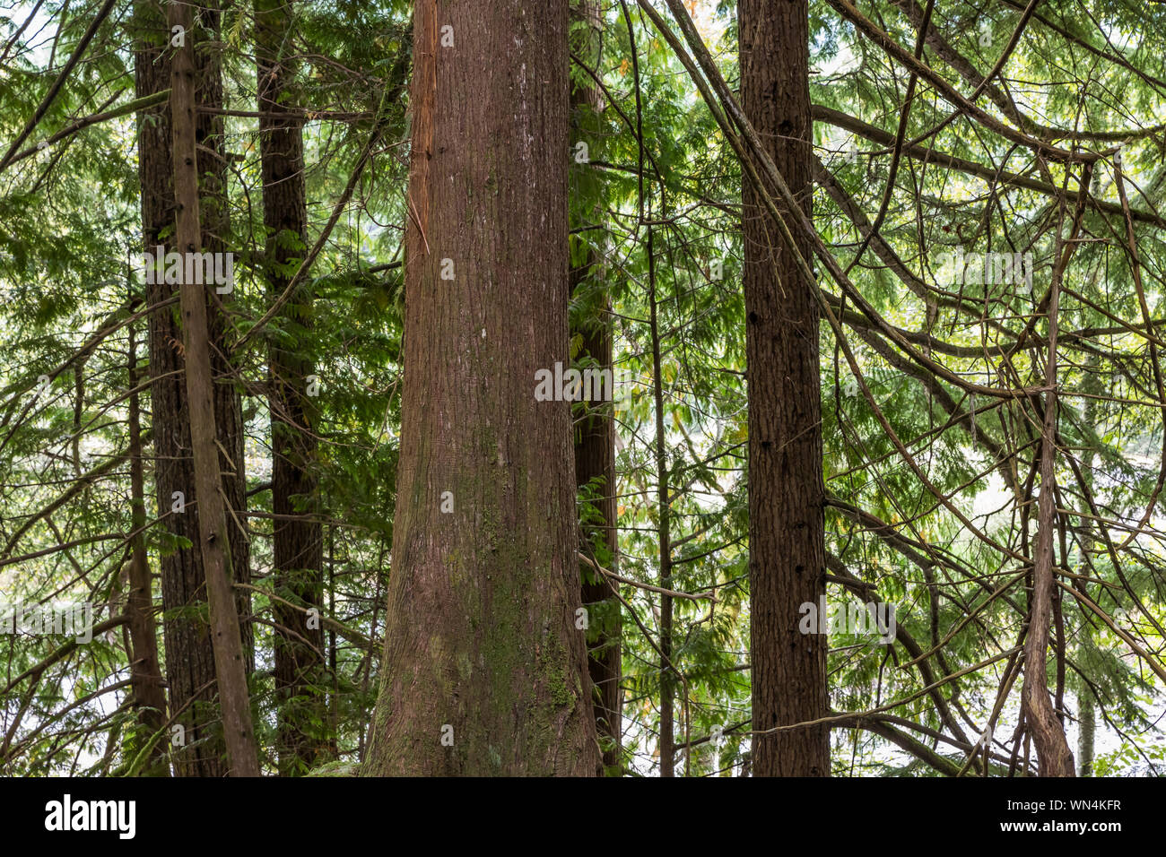 Western Red Cedar, Thuja plicata e Western Hemlock, Tsuga heterophylla, alberi nella foresta di federazione stato parco nei pressi del Monte Rainier, nello Stato di Washington, Foto Stock