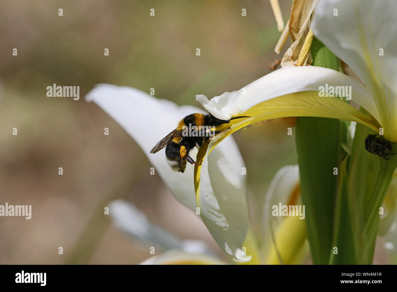 White Tailed Bumble Bee o bumblebee latino bombus lucorum come bombus terrestris famiglia apidae alimentazione su un iris selvatici fiore famiglia iridaceae in Italia Foto Stock