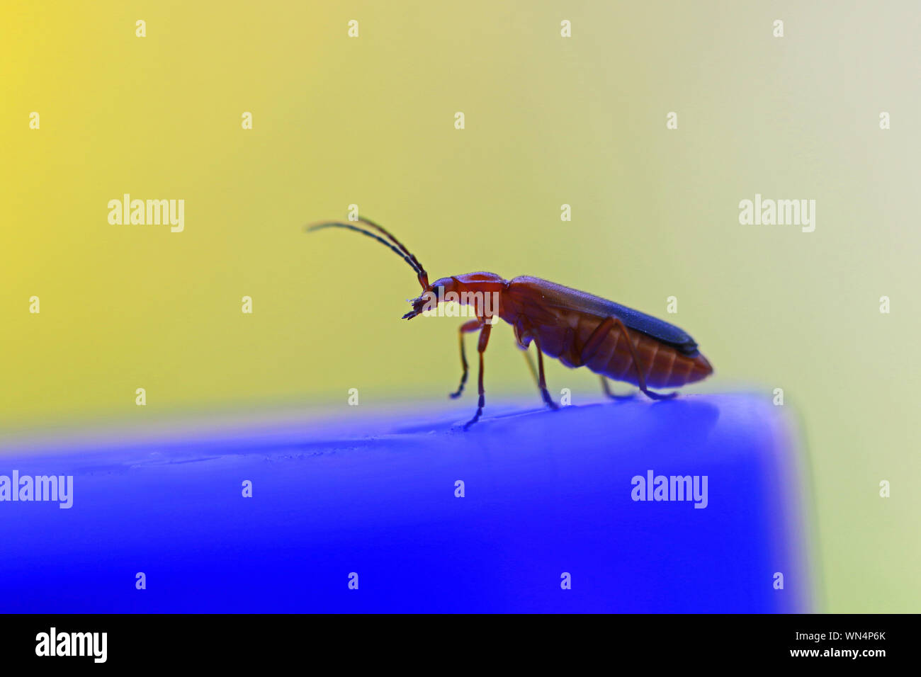 Comune soldato rosso beetle latino rhagonycha fulva talvolta chiamato leatherwing nella famiglia cantharidae poggiante su una bottiglia blu cappuccio molto vicino fino Foto Stock