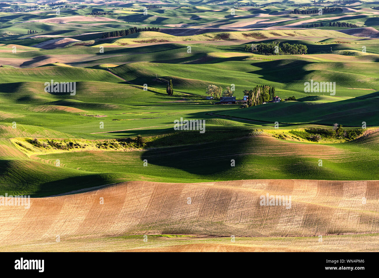 Soleggiati campi di grano nel Palouse regione Eastern Washington da Steptoe Butte. Foto Stock