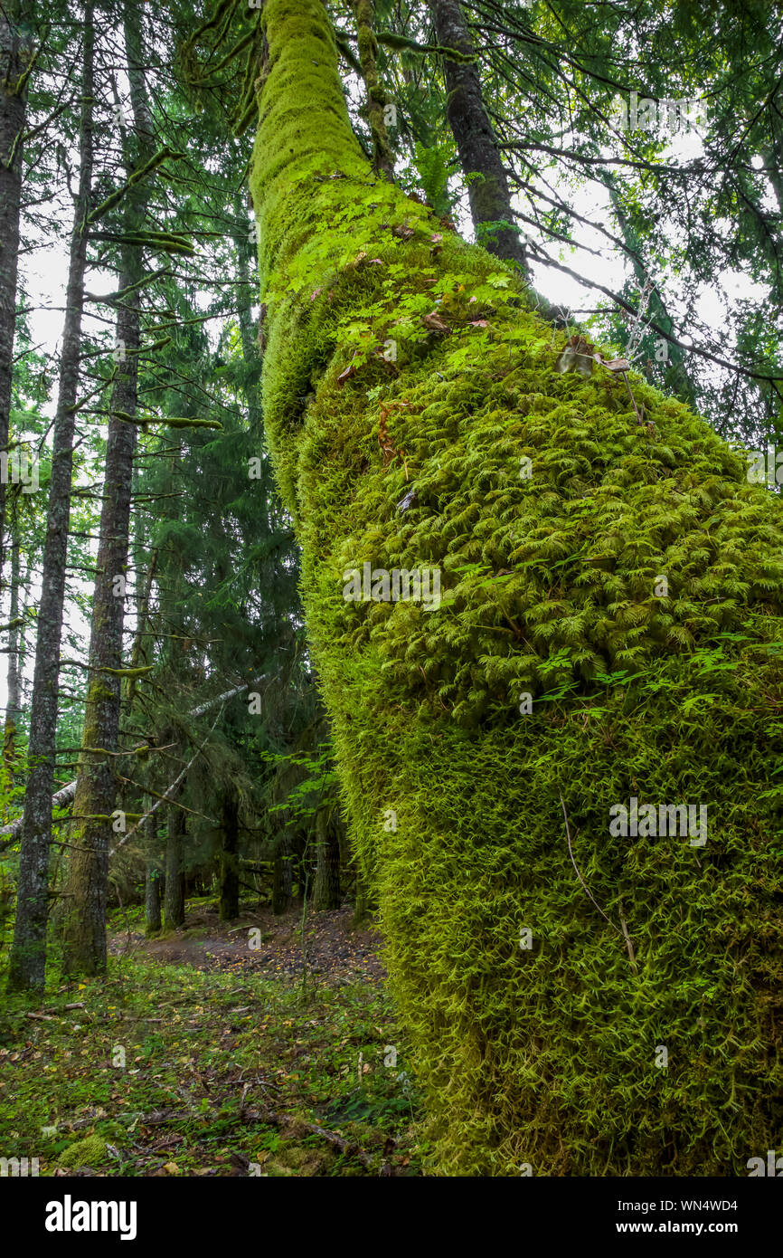 Moss-tronco coperto di nero pioppi neri americani, Populus trichocarpa, lungo il Fiume Bianco in Federazione Foresta Stato parco nei pressi del Monte Rainier, nello Stato di Washington, U Foto Stock