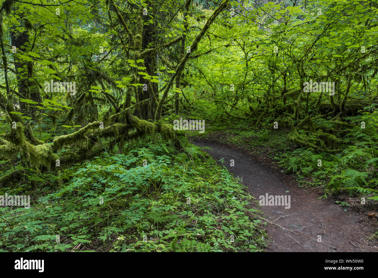 Sentiero attraverso intensamente verde della foresta nella foresta di federazione stato parco nei pressi del Monte Rainier, nello Stato di Washington, USA Foto Stock