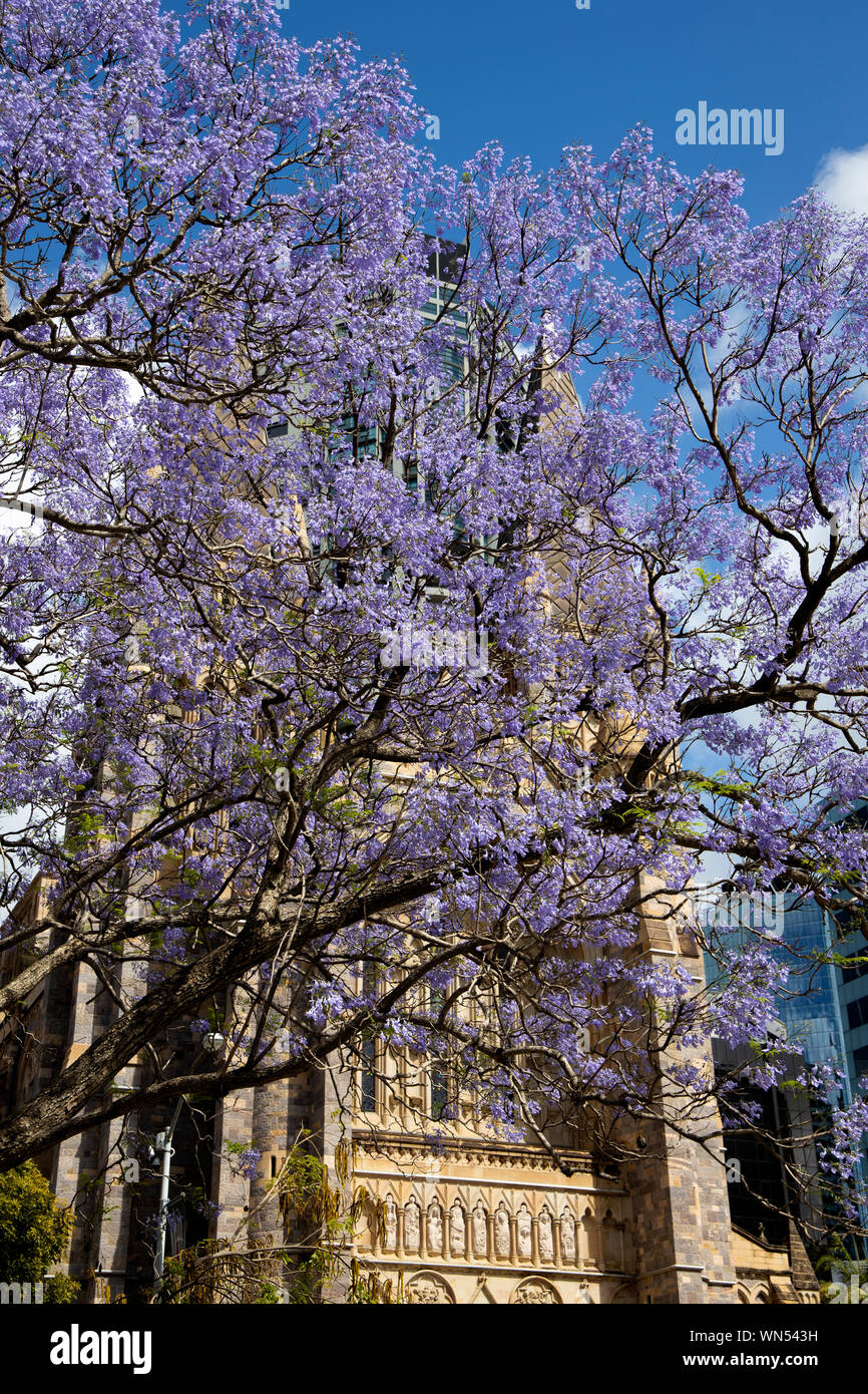 Bella struttura jacaranda in fiore in fronte di St Stephens Chiesa a Brisbane, Australia Foto Stock