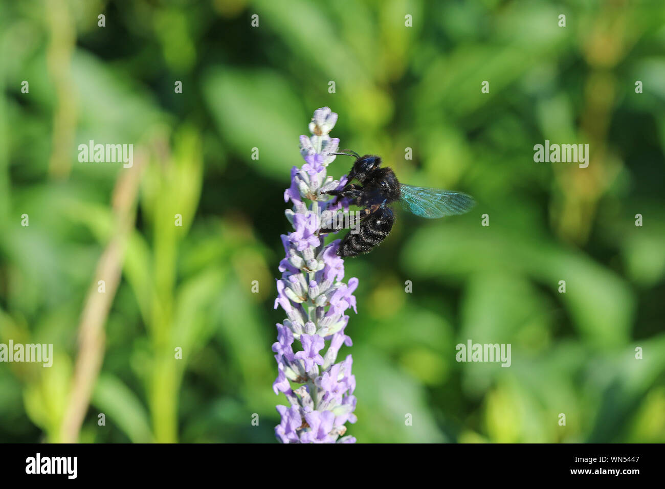 Carpenter bee nome latino xylocopa violacea alimentazione su una lavanda o lavandula bush in estate in Italia Foto Stock