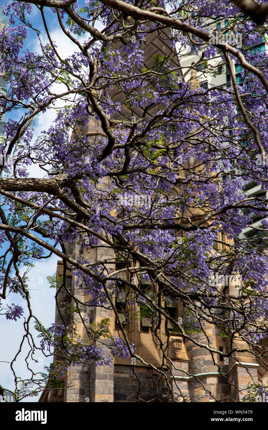 Bella struttura jacaranda in fiore in fronte di St Stephens Chiesa a Brisbane, Australia Foto Stock
