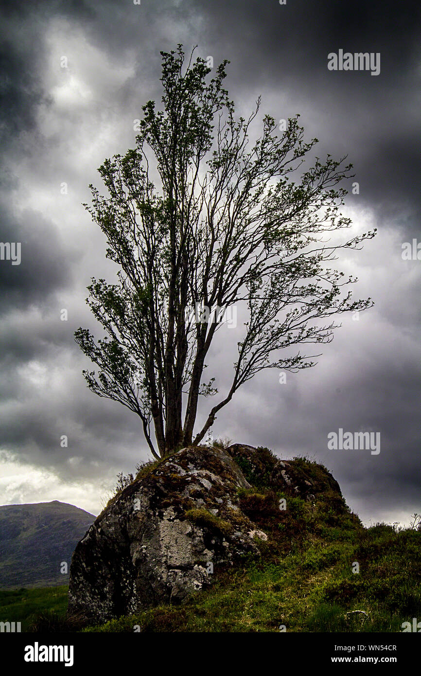 Questo albero sembra essere in crescita al di fuori di un rock vicino a Glencoe, Scozia Foto Stock