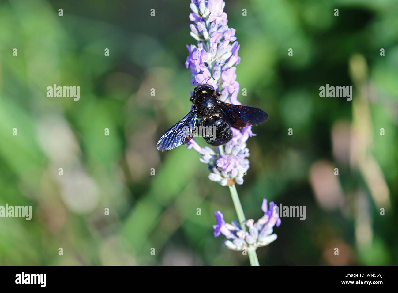 Carpenter bee nome latino xylocopa violacea alimentazione su una lavanda o lavandula bush in estate in Italia Foto Stock