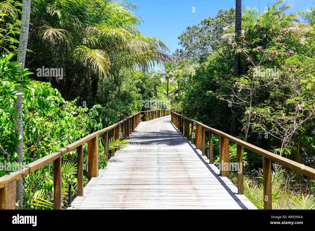 Prospettiva di ponte di legno nel profondo della foresta tropicale. Ponte di Legno passeggiata nella foresta di pioggia il supporto di lussureggianti felci e palme durante il caldo estivo soleggiato Foto Stock