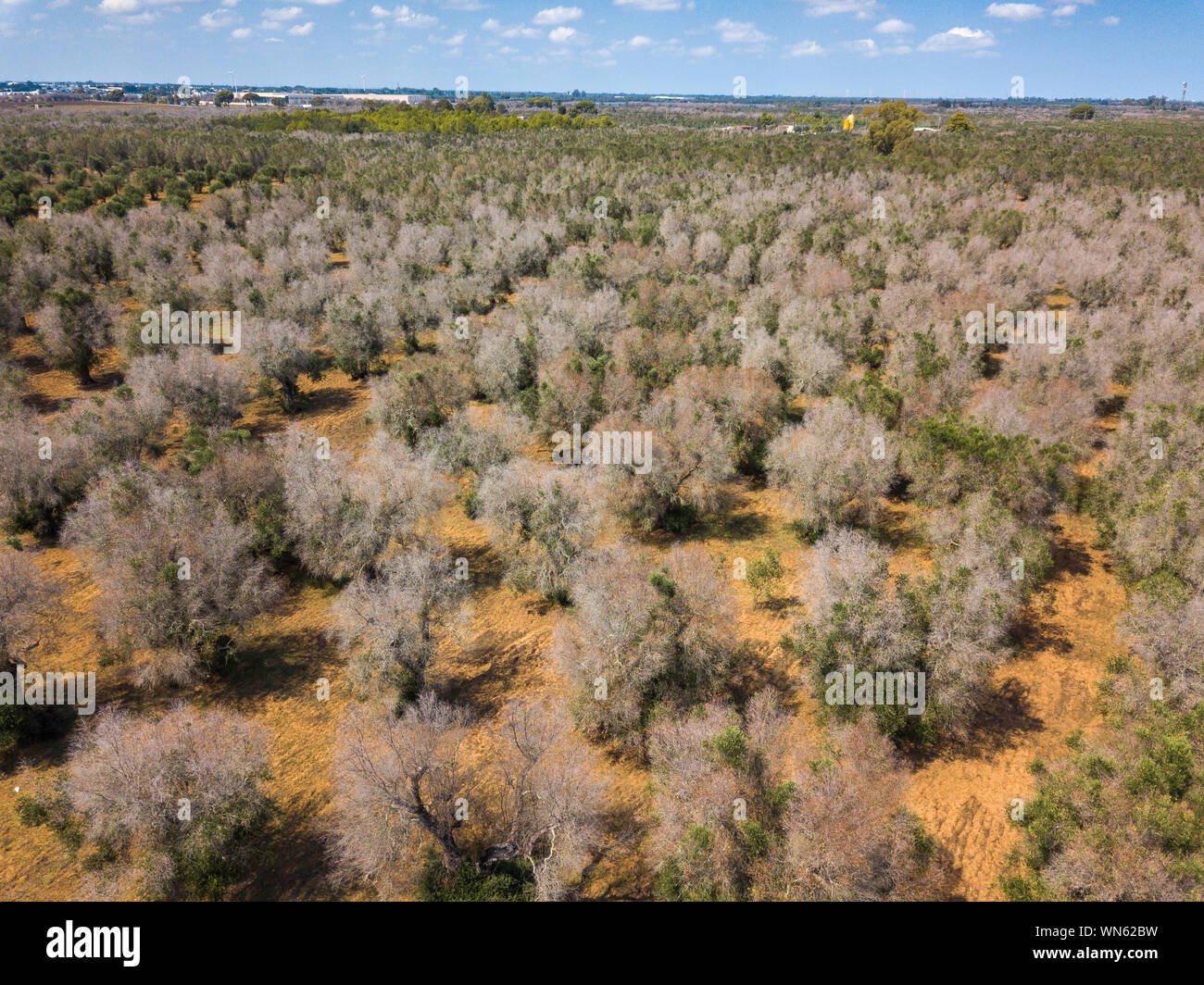 In Italia la crisi di oliva un drone vista di alberi di ulivo colpito da batteri 'Xylella fastidiosa nella regione Puglia, Italia nel settembre 2019. '. Il patogeno caus Foto Stock