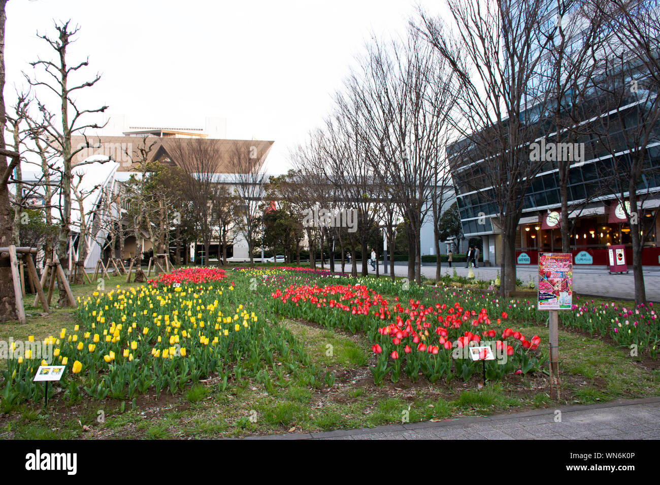 I tulipani fiore in giardino nella parte anteriore del Tokyo Big Sight per il popolo giapponese e i viaggiatori stranieri visita e scatta foto a Koto city il 31 marzo 2019 in T Foto Stock