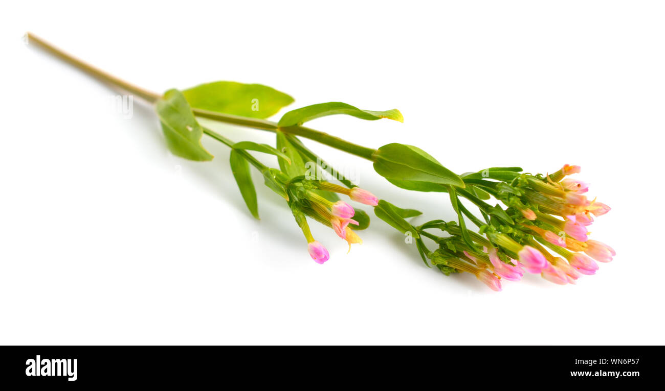 Centaurium o centaury fiore isolato su sfondo bianco. Foto Stock