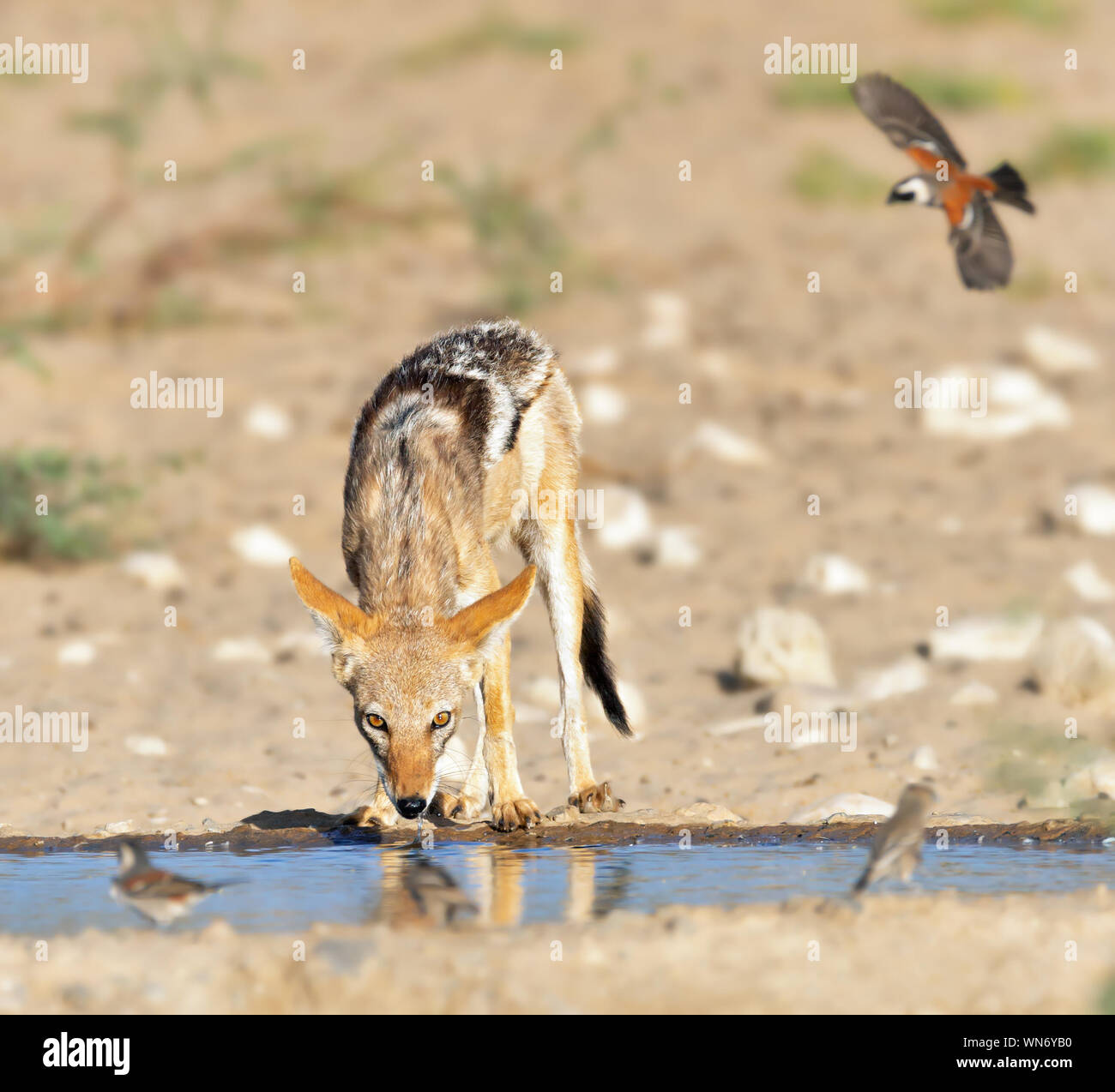 Nero-back Jackal tempra la sua sete in corrispondenza di un foro di irrigazione con gli uccelli in volo da bere. Canis mesomelas Foto Stock