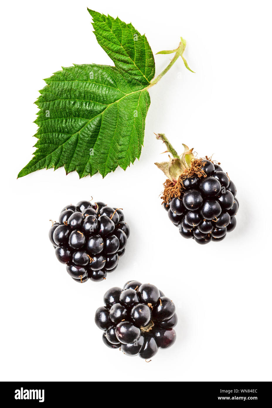 Freschi di more e foglia verde raccolta isolati su sfondo bianco. Una sana alimentazione e dieta concetto. Estate frutta e bacche di disposizione. Parte superiore Foto Stock