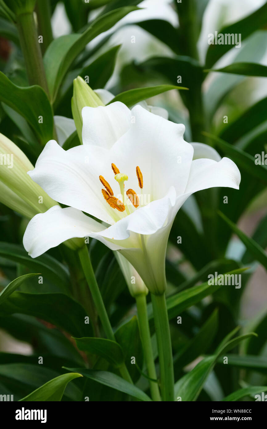 Close-up di fiori bianchi del Lilium 'Fredo', Lily 'Fredo', Lillium longiflorum 'Fredo', Pasqua lily 'Fredo', Longiflorum lily 'Fredo' Foto Stock