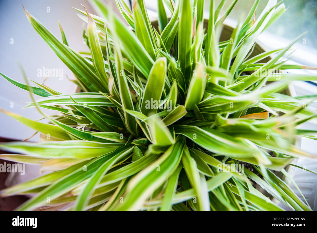 Fiori al coperto. Pianta con lunghe e strette di colore verde e bianco di  foglie in un vaso sul davanzale della finestra Foto stock - Alamy
