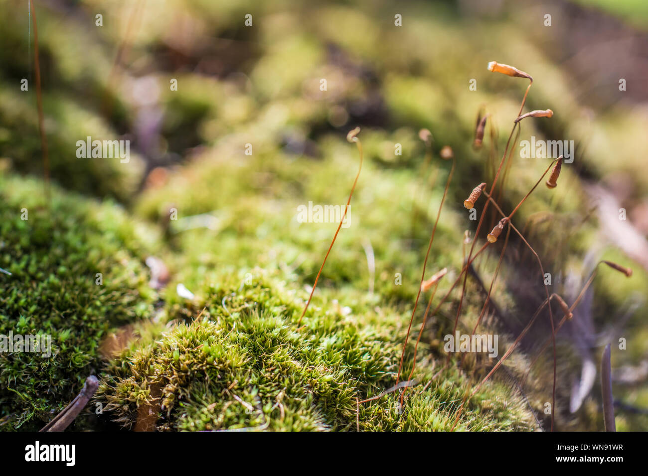 Il muschio verde copre il suolo della foresta Foto Stock