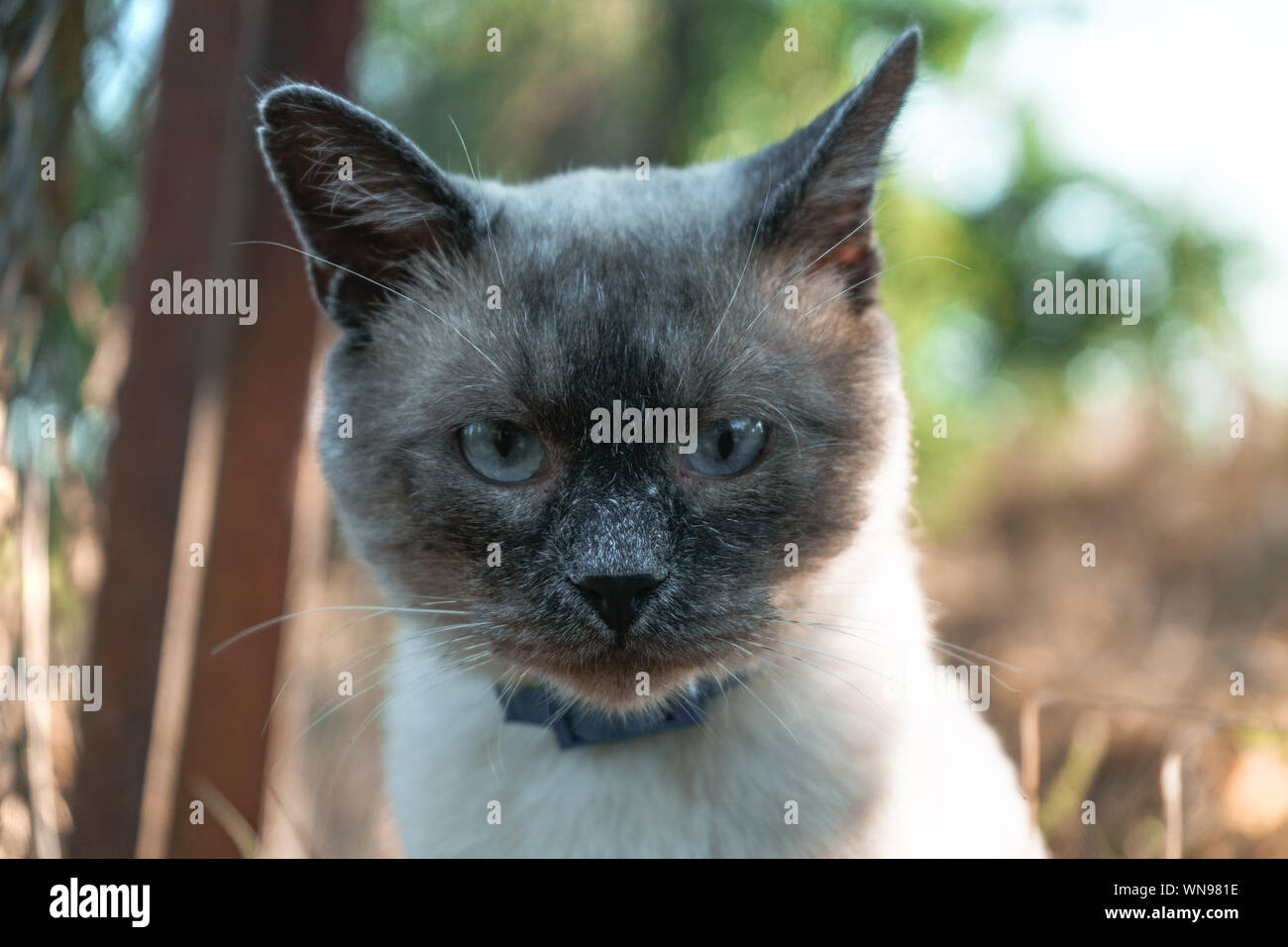 Bella portrat gatto siamese gatto su un wildwide. Foto Stock