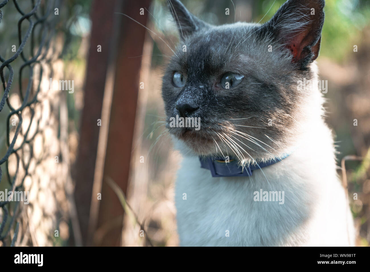 Bella portrat gatto siamese gatto su un wildwide. Foto Stock
