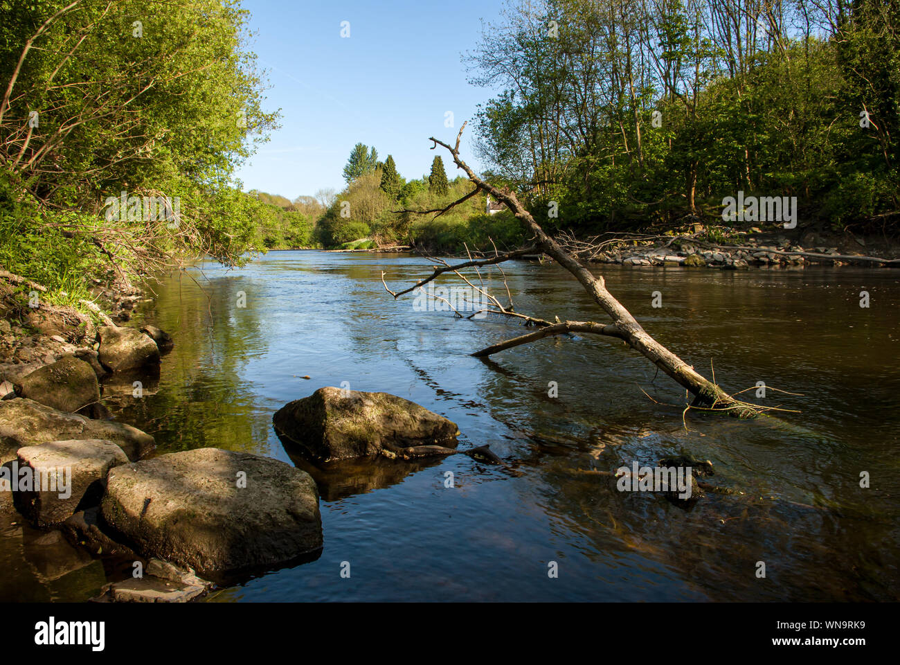 Il ramo caduto si distoglie da un tranquillo fiume Severn in una giornata di Summers Foto Stock