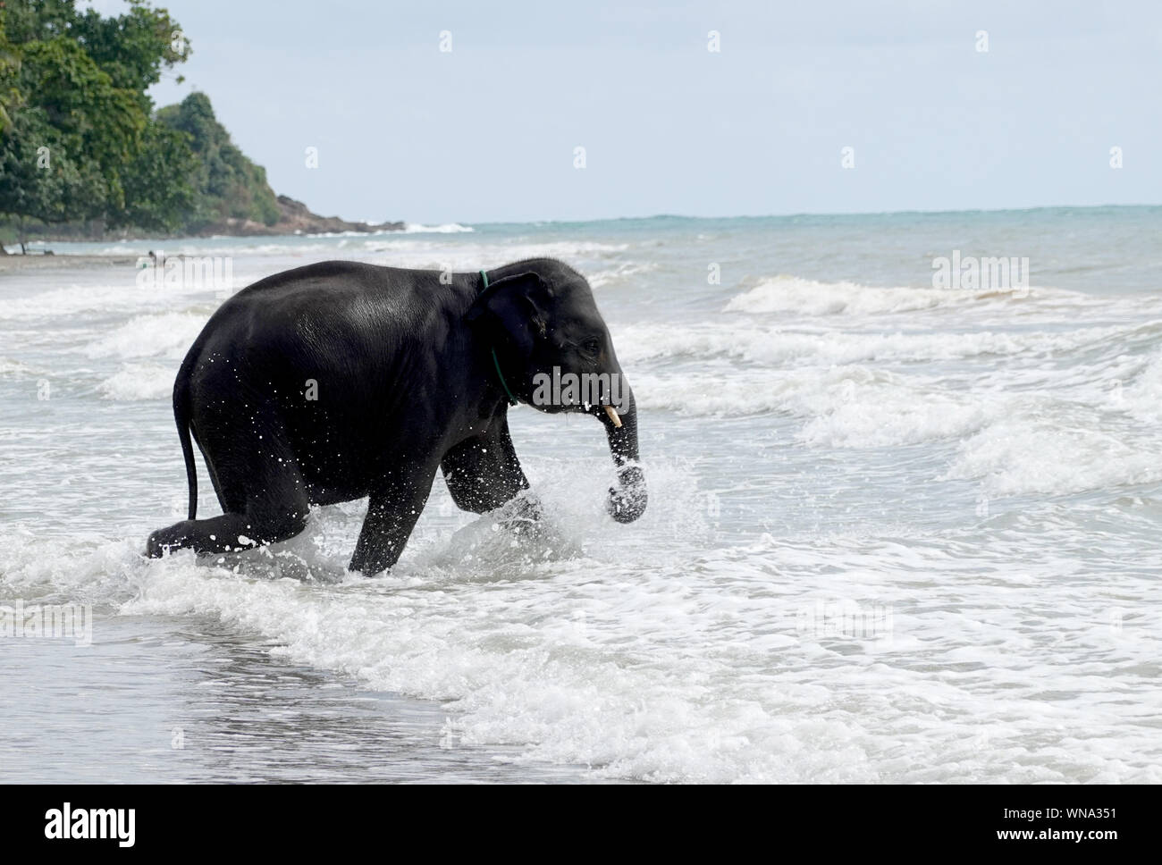 Nel tardo pomeriggio di sole, un happy baby elephant gode del mare e le onde sulla spiaggia di Koh Chang Foto Stock