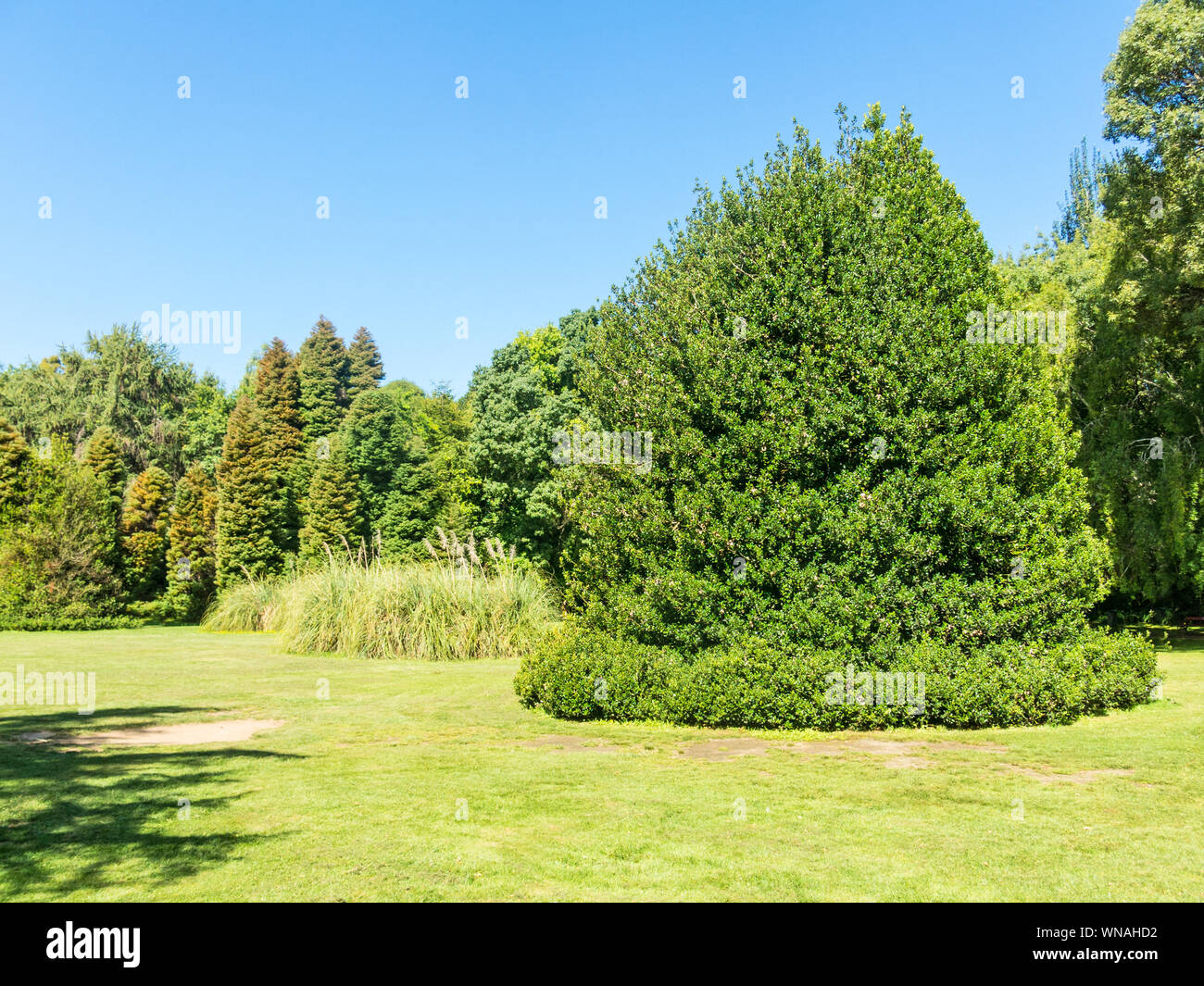 Giardino botanico dell'Università Austral. Valdivia, Cile, Sud America, Teja isola. De los Rios regione. Uno dei la più meridionale di botanica garde Foto Stock