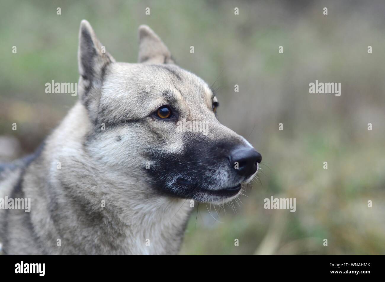 Ritratto di un cane di razza West Siberian Laika con verde dello sfondo dei campi in sera Foto Stock